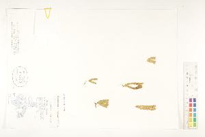  (Huperzia arctica - CCDB-25849-F02)  @11 [ ] CreativeCommons - Attribution (2019) CBG Photography Group Centre for Biodiversity Genomics