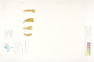  ( - CCDB-25849-F04)  @11 [ ] CreativeCommons - Attribution (2019) CBG Photography Group Centre for Biodiversity Genomics