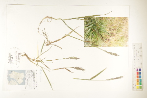  ( - CCDB-25849-G09)  @11 [ ] CreativeCommons - Attribution (2019) CBG Photography Group Centre for Biodiversity Genomics
