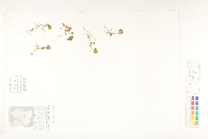  ( - CCDB-25850-G04)  @11 [ ] CreativeCommons - Attribution (2019) CBG Photography Group Centre for Biodiversity Genomics
