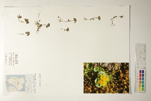  ( - CCDB-25850-H04)  @11 [ ] CreativeCommons - Attribution (2019) CBG Photography Group Centre for Biodiversity Genomics