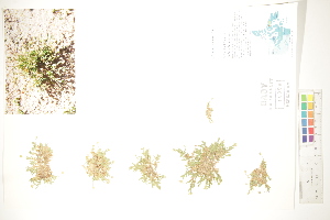  ( - CCDB-34697-C12)  @11 [ ] CreativeCommons - Attribution (2019) CBG Photography Group Centre for Biodiversity Genomics