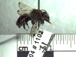  (Colletes sp - BB1102)  @13 [ ] CreativeCommons - Attribution Non-Commercial No Derivatives (2011) Dr. Berry Brosi Emory University