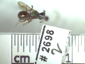  ( - BB2698)  @12 [ ] CreativeCommons - Attribution Non-Commercial No Derivatives (2011) Dr. Berry Brosi Emory University