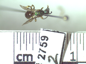  ( - BB2759)  @12 [ ] CreativeCommons - Attribution Non-Commercial No Derivatives (2011) Dr. Berry Brosi Emory University