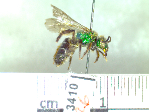 (Agapostemon sp - BB3410)  @14 [ ] CreativeCommons - Attribution Non-Commercial No Derivatives (2011) Dr. Berry Brosi Emory University