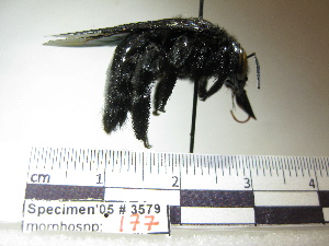  (Xylocopa sp - BB3579)  @13 [ ] CreativeCommons - Attribution Non-Commercial No Derivatives (2011) Dr. Berry Brosi Emory University