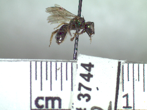  ( - BB3744)  @12 [ ] CreativeCommons - Attribution Non-Commercial No Derivatives (2011) Dr. Berry Brosi Emory University