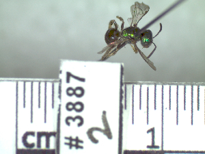  ( - BB3887)  @12 [ ] CreativeCommons - Attribution Non-Commercial No Derivatives (2011) Dr. Berry Brosi Emory University