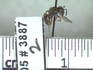  ( - BB3887)  @12 [ ] CreativeCommons - Attribution Non-Commercial No Derivatives (2011) Dr. Berry Brosi Emory University