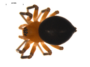  ( - CCDB-04285-H11)  @13 [ ] CreativeCommons - Attribution (2009) Gergin Blagoev Centre for Biodiversity Genomics