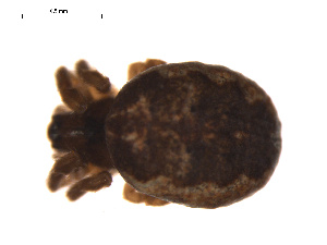  ( - CCDB-04286-A08)  @13 [ ] CreativeCommons - Attribution (2009) Gergin Blagoev Centre for Biodiversity Genomics