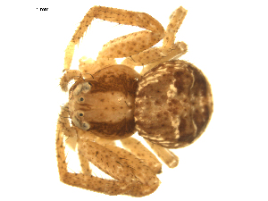  ( - CCDB-05155-H10)  @13 [ ] CreativeCommons - Attribution (2010) CBG Photography Group Centre for Biodiversity Genomics