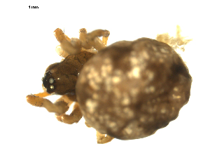  ( - CCDB-05157-H05)  @12 [ ] CreativeCommons - Attribution (2010) CBG Photography Group Centre for Biodiversity Genomics