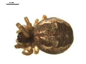  ( - CCDB-05302-G01)  @13 [ ] CreativeCommons - Attribution  Gergin Blagoev Centre for Biodiversity Genomics