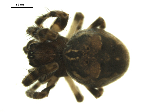  ( - CCDB-05302-G04)  @13 [ ] CreativeCommons - Attribution  Gergin Blagoev Centre for Biodiversity Genomics