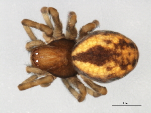  ( - CCDB-04550-D01)  @12 [ ] CreativeCommons - Attribution (2010) CBG Photography Group Centre for Biodiversity Genomics