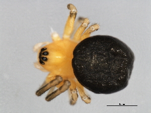  ( - CCDB-04550-H04)  @13 [ ] CreativeCommons - Attribution (2010) CBG Photography Group Centre for Biodiversity Genomics