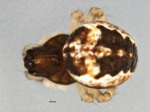  ( - CCDB-04551-G07)  @13 [ ] CreativeCommons - Attribution (2010) CBG Photography Group Centre for Biodiversity Genomics