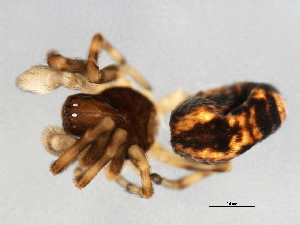  ( - CCDB-04552-F03)  @12 [ ] CreativeCommons - Attribution (2010) CBG Photography Group Centre for Biodiversity Genomics