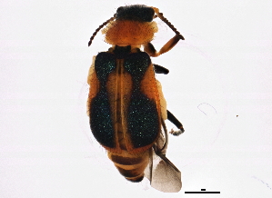  (Collops vittatus - BIOUG02276-A08)  @14 [ ] CreativeCommons - Attribution (2012) CBG Photography Group Centre for Biodiversity Genomics