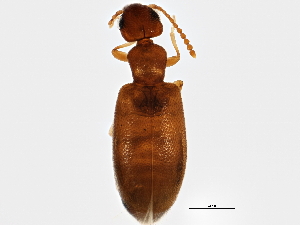  (Anthicus nanus - BIOUG02278-E05)  @14 [ ] CreativeCommons - Attribution (2012) CBG Photography Group Centre for Biodiversity Genomics