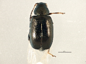  (Phyllotreta laticornis - BIOUG02284-A10)  @14 [ ] CreativeCommons - Attribution (2012) CBG Photography Group Centre for Biodiversity Genomics
