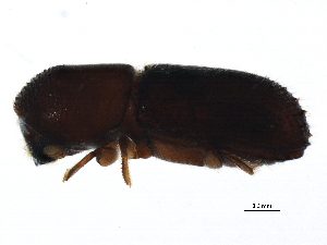  ( - BIOUG02284-B12)  @12 [ ] CreativeCommons - Attribution (2015) CBG Photography Group Centre for Biodiversity Genomics
