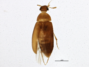  (Naucles - BIOUG02312-D05)  @14 [ ] CreativeCommons - Attribution (2012) CBG Photography Group Centre for Biodiversity Genomics