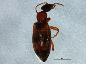 (Anthicus hastatus - BIOUG02325-B09)  @13 [ ] CreativeCommons - Attribution (2012) CBG Photography Group Centre for Biodiversity Genomics