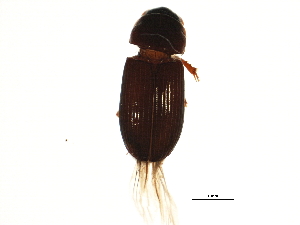 ( - BIOUG02326-C05)  @12 [ ] CreativeCommons - Attribution (2013) CBG Photography Group Centre for Biodiversity Genomics