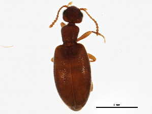  (Anthicus lutulentus - BIOUG02327-D05)  @14 [ ] CreativeCommons - Attribution (2013) CBG Photography Group Centre for Biodiversity Genomics