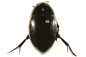  (Hydrophilus ovatus - BIOUG02030-G07)  @14 [ ] CreativeCommons - Attribution (2012) CBG Photography Group Centre for Biodiversity Genomics