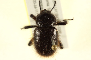  (Eleodes osculans - BIOUG02031-H11)  @13 [ ] CreativeCommons - Attribution (2012) CBG Photography Group Centre for Biodiversity Genomics