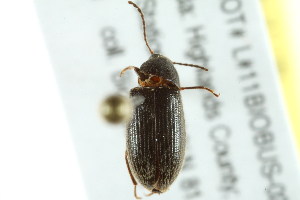  (Hymenorus heteropygus - BIOUG02013-E12)  @13 [ ] CreativeCommons - Attribution (2012) CBG Photography Group Centre for Biodiversity Genomics