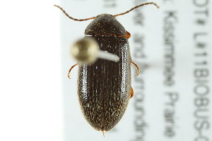  (Hymenorus floridanus - BIOUG02013-F06)  @13 [ ] CreativeCommons - Attribution (2012) CBG Photography Group Centre for Biodiversity Genomics