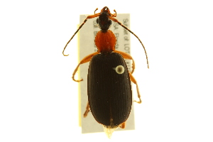 (Galerita janus - BIOUG02012-B11)  @14 [ ] CreativeCommons - Attribution (2012) CBG Photography Group Centre for Biodiversity Genomics