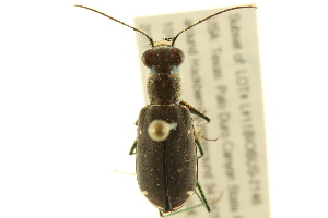  (Cicindela punctulata - BIOUG02015-H11)  @14 [ ] CreativeCommons - Attribution (2012) CBG Photography Group Centre for Biodiversity Genomics