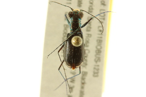  ( - BIOUG02016-C05)  @12 [ ] CreativeCommons - Attribution (2012) CBG Photography Group Centre for Biodiversity Genomics