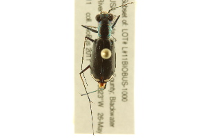  (Cicindela abdominalis - BIOUG02016-C06)  @13 [ ] CreativeCommons - Attribution (2012) CBG Photography Group Centre for Biodiversity Genomics