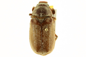  (Polyphylla occidentalis - BIOUG02023-B10)  @14 [ ] CreativeCommons - Attribution (2012) CBG Photography Group Centre for Biodiversity Genomics