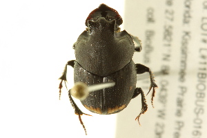  (Onthophagus hecate blatchleyi - BIOUG02024-B02)  @13 [ ] CreativeCommons - Attribution (2012) CBG Photography Group Centre for Biodiversity Genomics