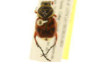  ( - BIOUG02026-B07)  @13 [ ] CreativeCommons - Attribution (2012) CBG Photography Group Centre for Biodiversity Genomics