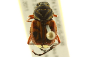 ( - BIOUG02026-D03)  @13 [ ] CreativeCommons - Attribution (2012) CBG Photography Group Centre for Biodiversity Genomics