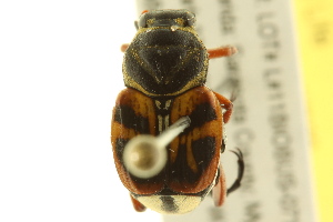  ( - BIOUG02026-D04)  @13 [ ] CreativeCommons - Attribution (2012) CBG Photography Group Centre for Biodiversity Genomics