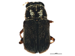  (Pachybrachis abdominalis - BIOUG02283-A08)  @13 [ ] CreativeCommons - Attribution (2012) CBG Photography Group Centre for Biodiversity Genomics