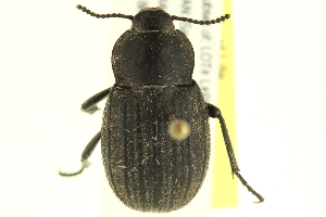  (Eleodes tricostatus - 10PCCOL-1118)  @14 [ ] CreativeCommons - Attribution (2010) CBG Photography Group Centre for Biodiversity Genomics