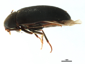  ( - BIOUG00671-B07)  @13 [ ] CreativeCommons - Attribution (2011) CBG Photography Group Centre for Biodiversity Genomics