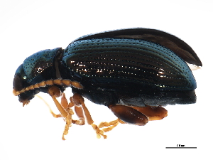  ( - 10PCCOL-0201)  @13 [ ] CreativeCommons - Attribution (2010) CBG Photography Group Centre for Biodiversity Genomics