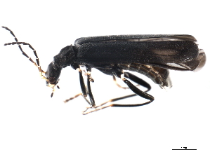  (Dichelotarsus piniphilus - 10PCCOL-0241)  @14 [ ] CreativeCommons - Attribution (2010) CBG Photography Group Centre for Biodiversity Genomics